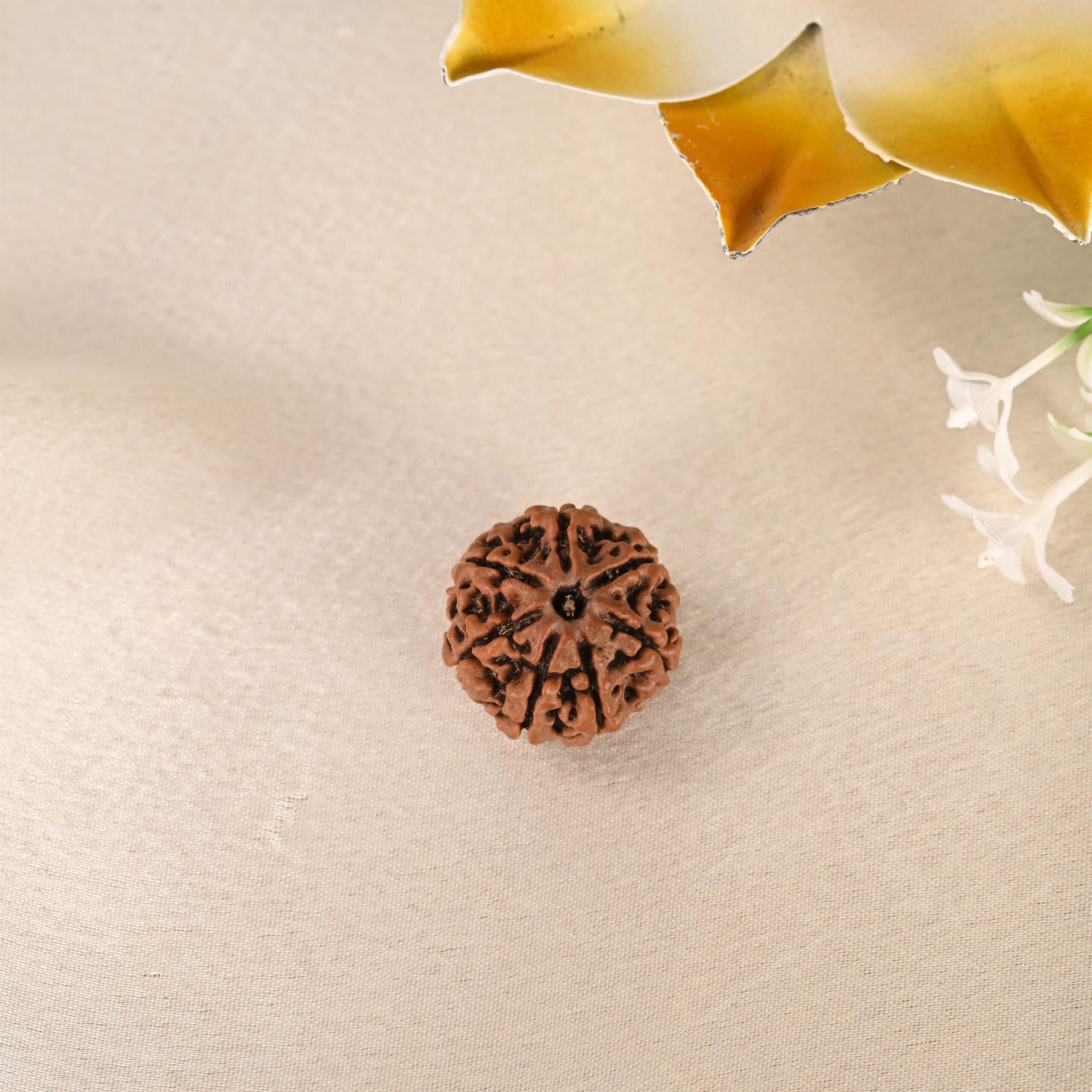 7 Face Rudraksha (Nepal)